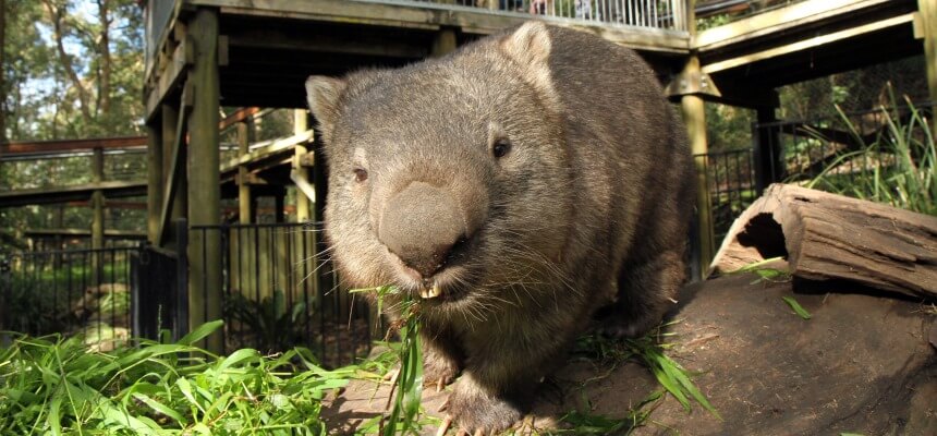 a wild animal eating grass